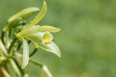 vanilla plant flower for making vanilla essential oil