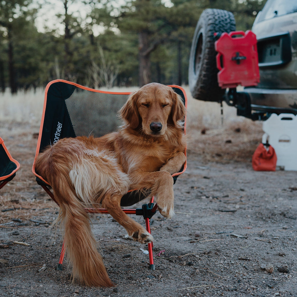 Family dog on overlanding trip