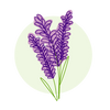 A graphic of lavender