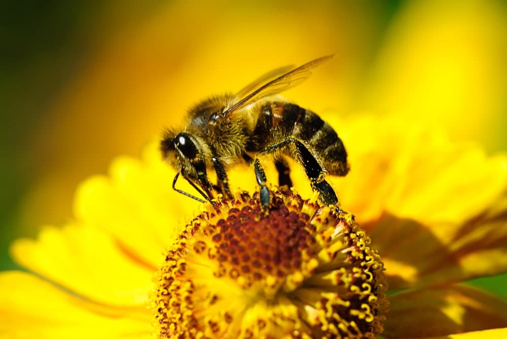 bienfaits venin d'abeilles