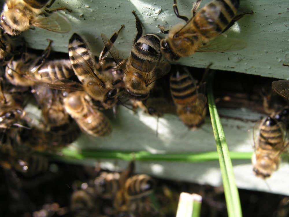 Utilisation du venin d’abeille
