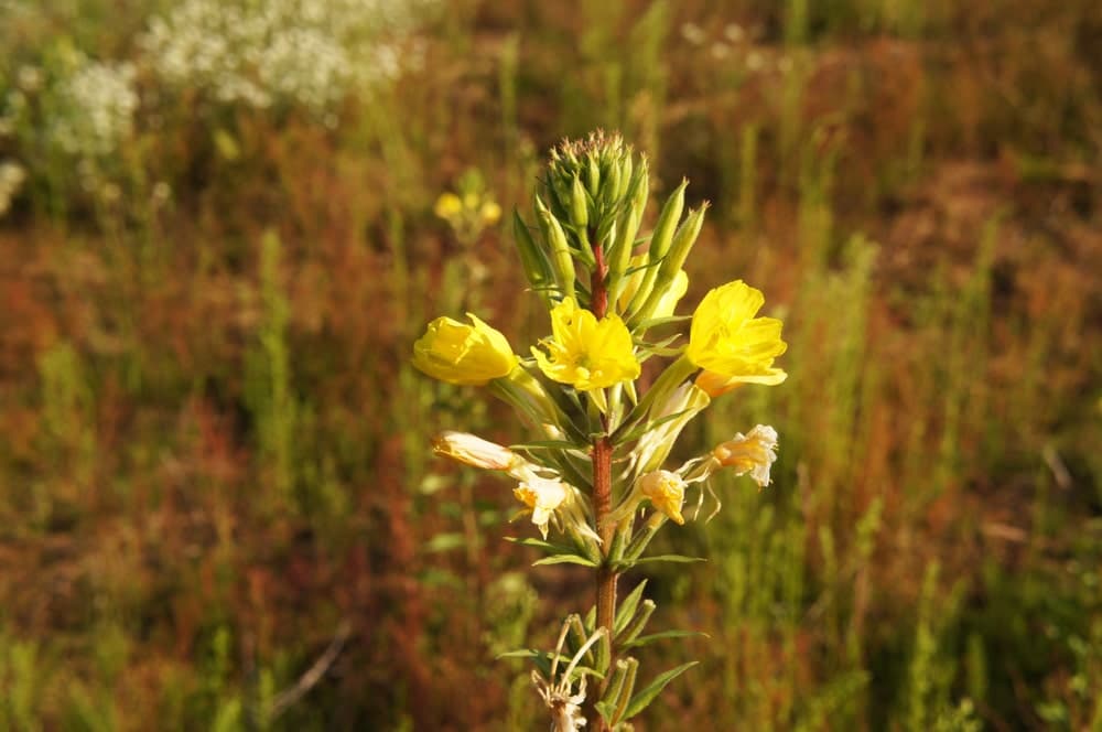 Oenothera biennis L.