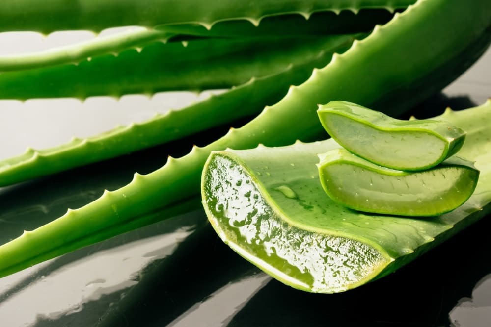 l'aloe vera