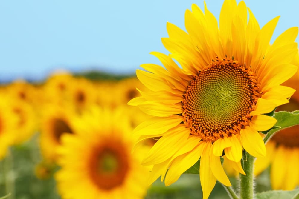 protéine de tournesol