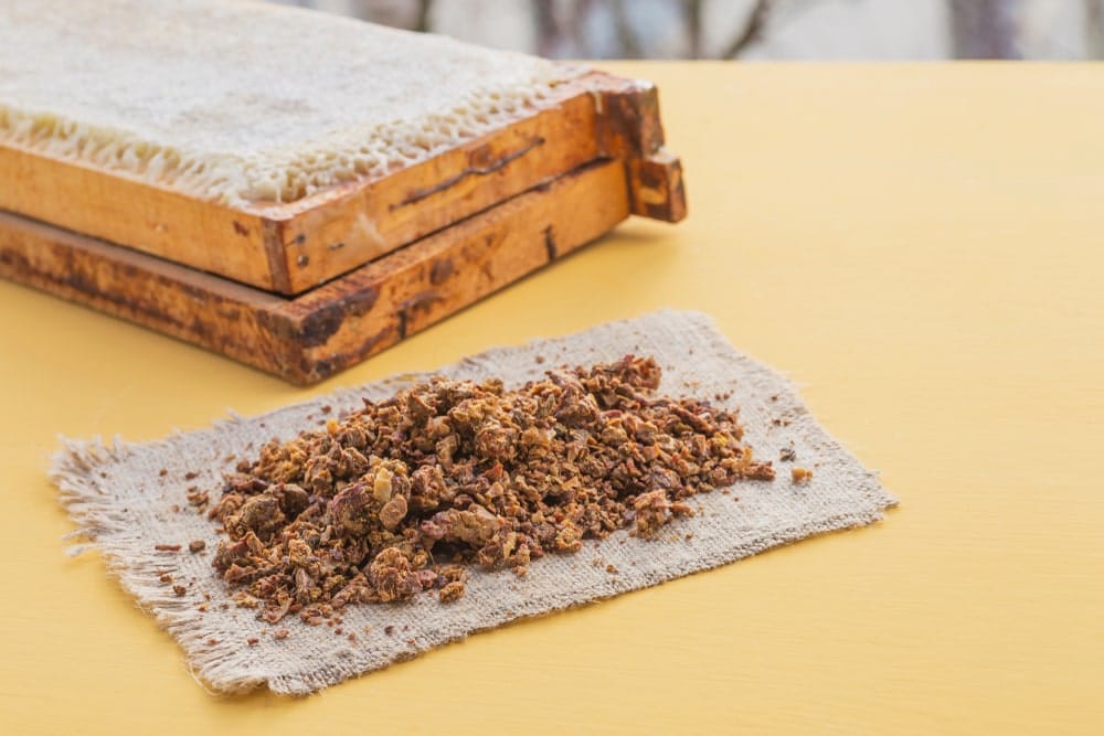 propolis et système immunitaire