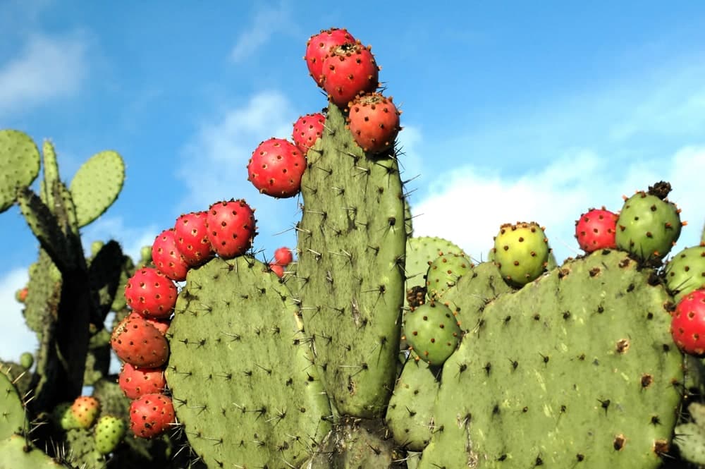 les vertus médicinales du nopal