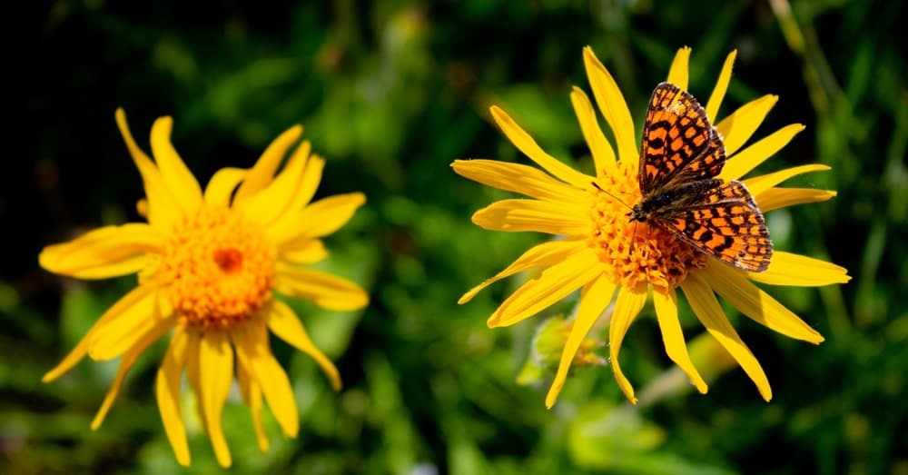 arnica montana décontractant musculaire naturel