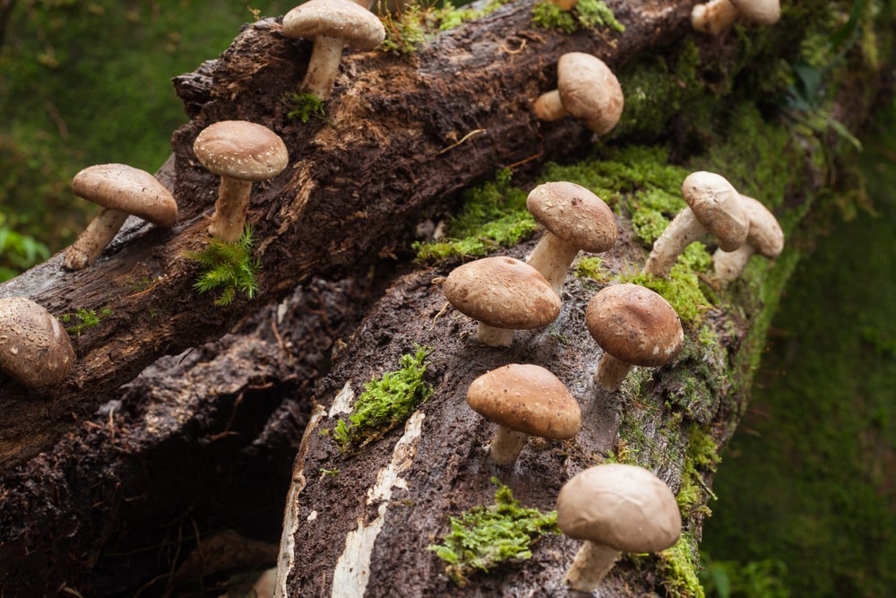 bienfaits du shiitake