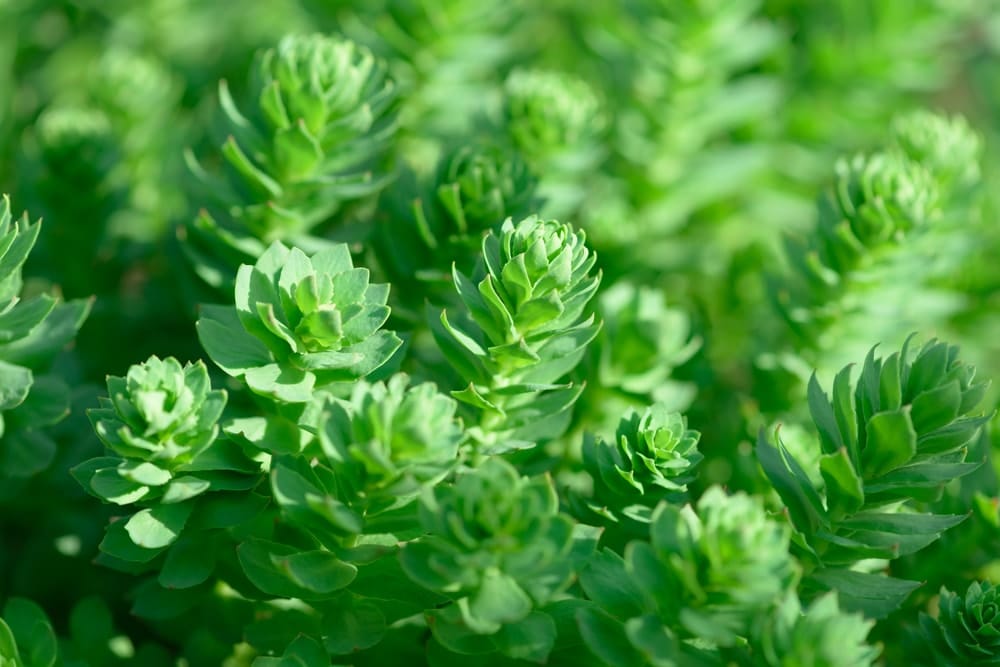 rhodiola rosea