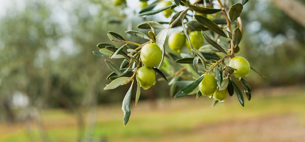 meilleures plantes contre l’hypertension