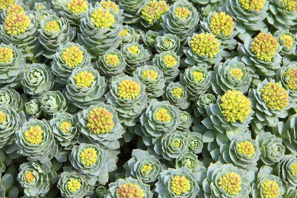 rhodiola et crises d'angoisse