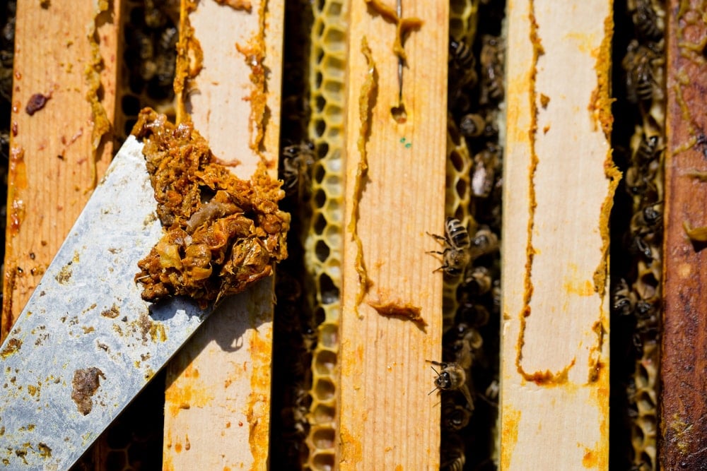 propolis contre la grippe