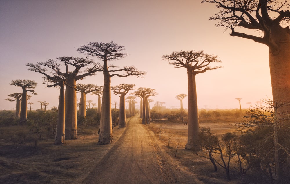 poudre de baobab