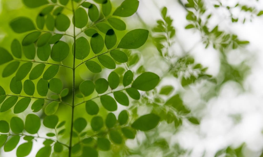 les bienfaits du moringa