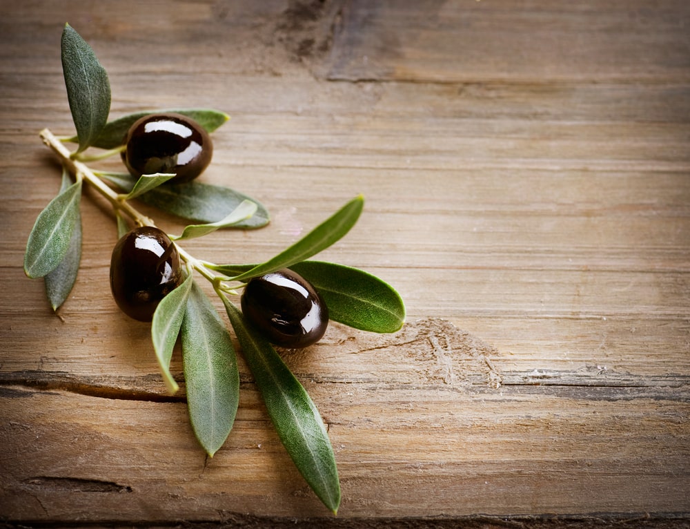 Soigner l’hypertension avec les feuilles d’olivier