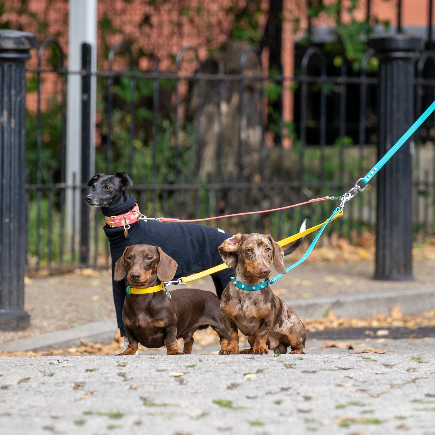 split lead for 2 dogs