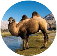bactrian camel ladakh