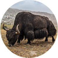 Ladakhi Himalayan Yak