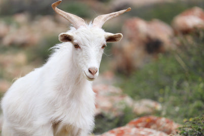 Chanthangi pashmina goat of Ladakh