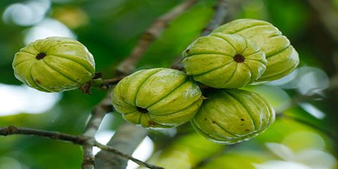 ഗാർസിനിയ കംബോജിയ - ശരീരഭാരം കുറയ്ക്കാനുള്ള അനുബന്ധങ്ങൾ