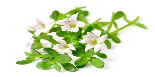 Home Remedy for Insomnia - Brahmi herb