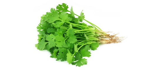 Coriander