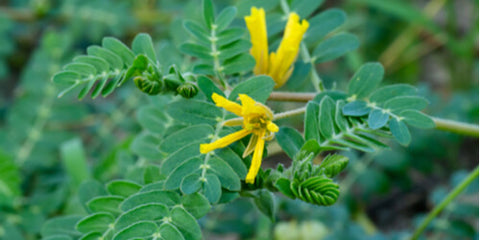 Gokshura (Tribulus terrestris)