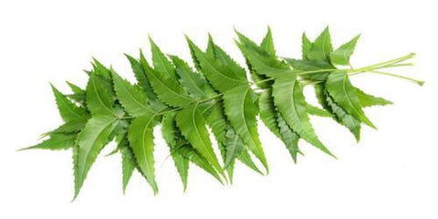 Neem – Herbal medicine for Skin care and medicine for allergy relief