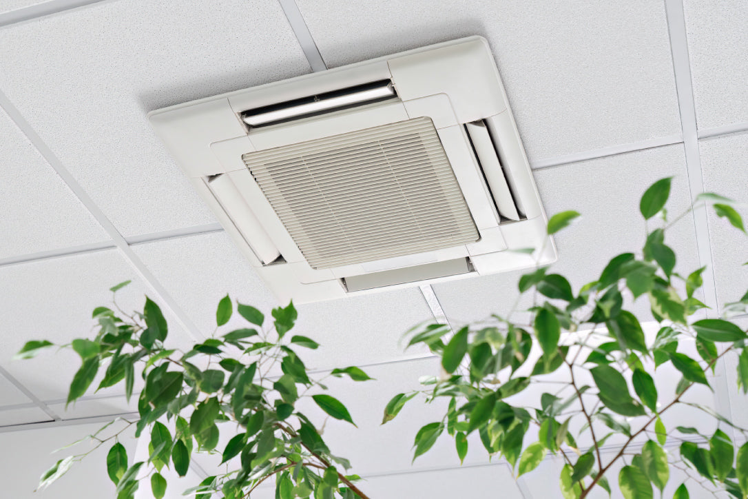 green plant with a ceilling air conditioning system in the background