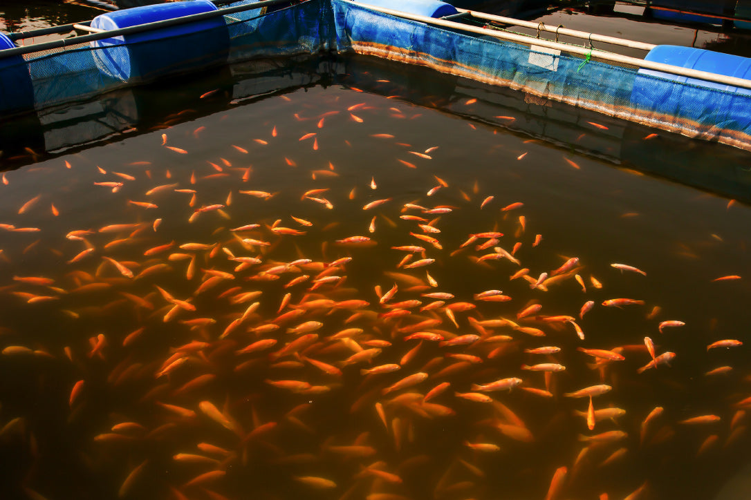 gold fish in aquaculture system