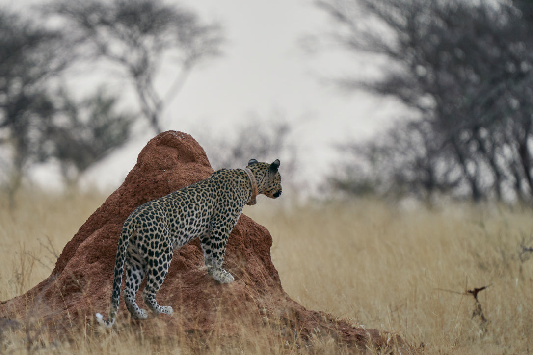 leopard with a tracking collar