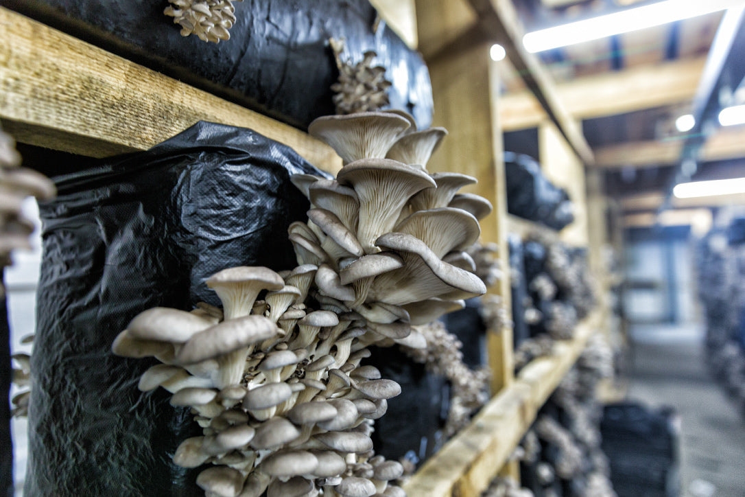 oyster mushroom production on shelves