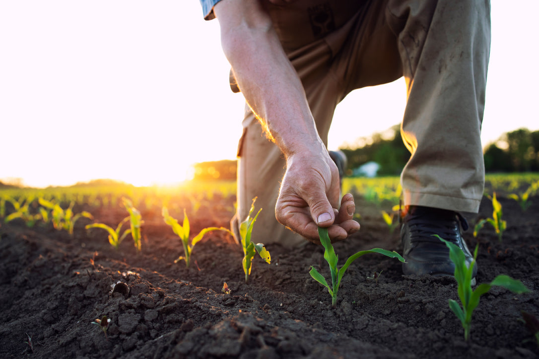 man in field with seedlings