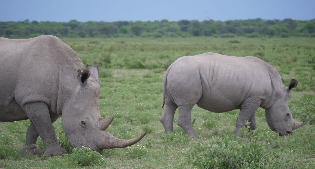 Rhinos in a field