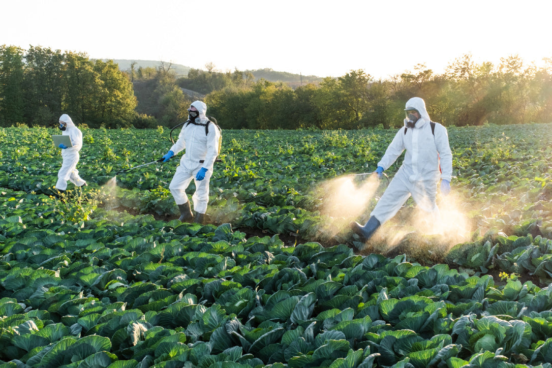 people wearing PPE coverall spraying pesticides in an agricultural field