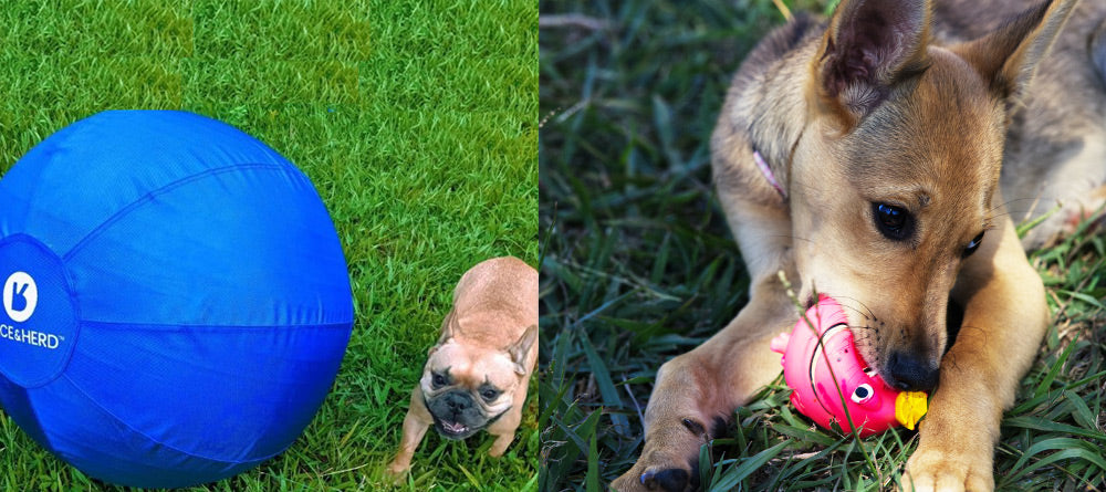 Herding Ball for Dogs vs. Traditional Toys: Which Is Better