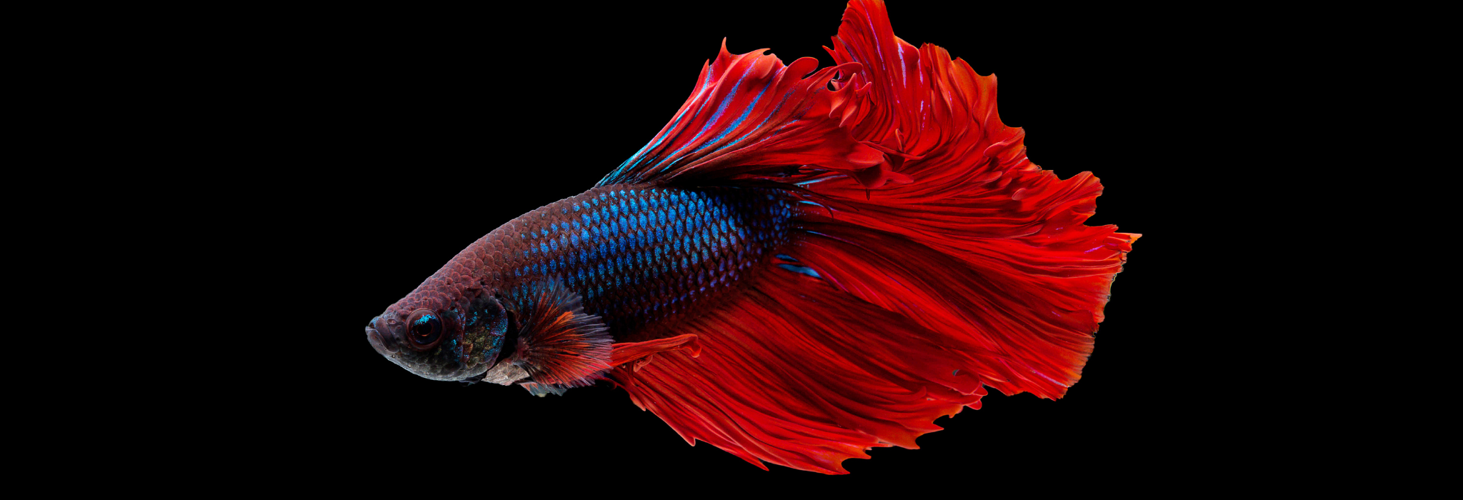 Betta Fish