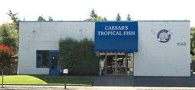 Ceasars Tropical