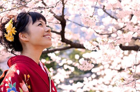 Cherry Blossom Viewing