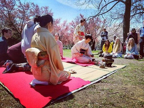 Sakura and the Japanese Tea Ceremony