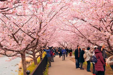 Sakura Festivals