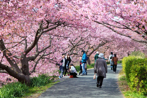 What is Sakura Season?
