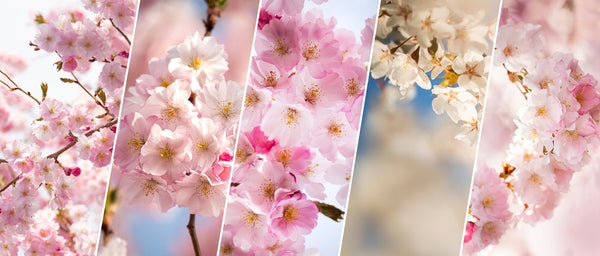 Sakura Tree Varieties