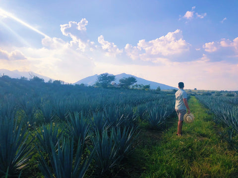 Tequila grower