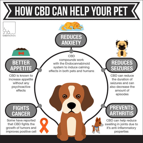 How CBD can help your pet