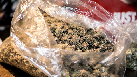 Full bag of fresh cannabis securely stored in the specialized 454 turkey bags, designed for optimal preservation.