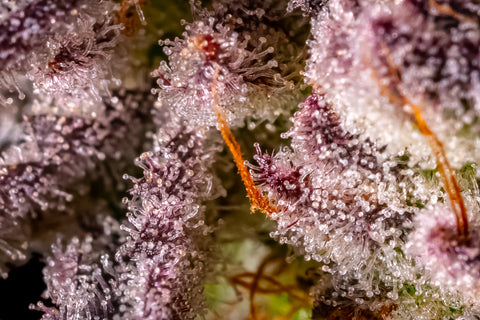 Close-up shots of sparkling trichomes from Fairwind Farm, captured with intricate detail by the agency CMC Organic.