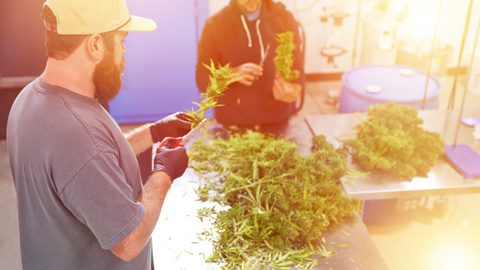 Individuals diligently bucking buds off the main stem stock, showcasing a step in the cannabis preparation process