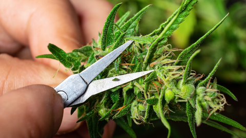 An individual meticulously performing a wet trim on cannabis sugar leaves and a prominent cannabis cola, showcasing the detailed cultivation process.