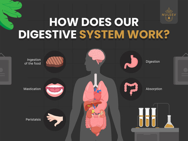 how does your digestive system work?